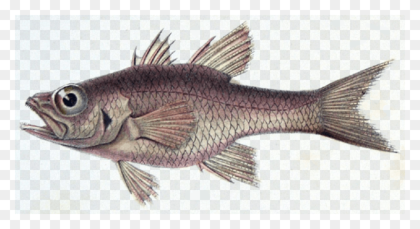 800x409 Apogon Americanus Bass, Peces, Animales, Perca Hd Png