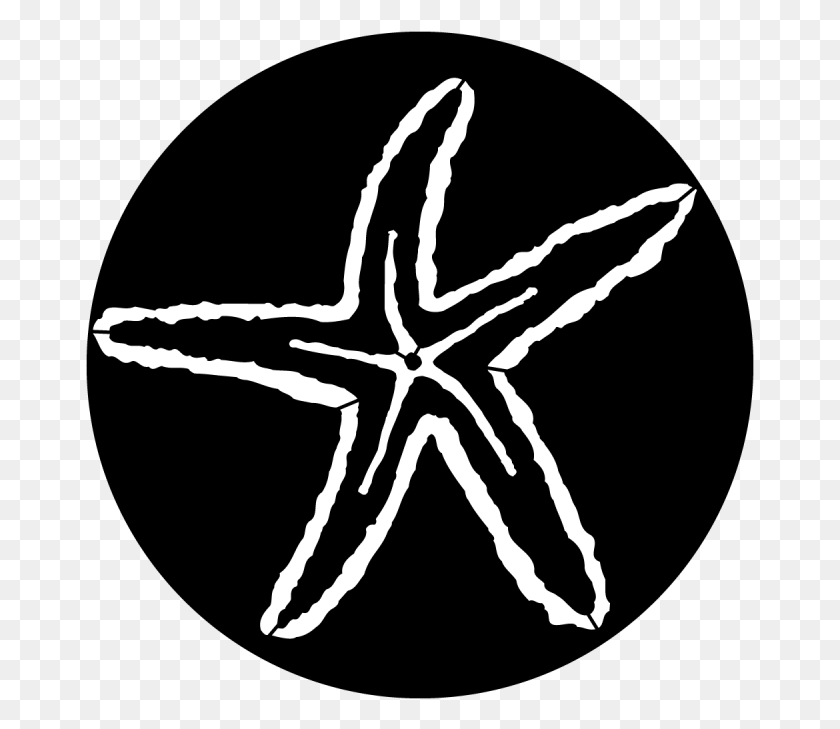 669x669 Морская Морская Звезда Аполлон Стальной Гобо Ms 7005 Морские Беспозвоночные, Морская Жизнь, Животное, Беспозвоночные Hd Png Скачать