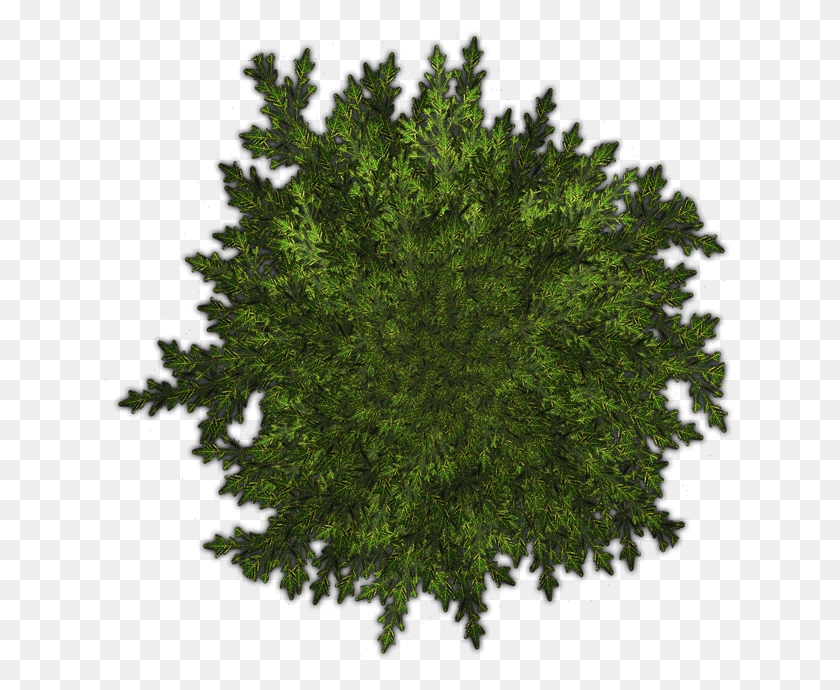 630x630 Приложение Js1391260163 24Swapping Https S3 Amazonaws Trees Top View Psd, Moss, Plant, Tree Hd Png Download