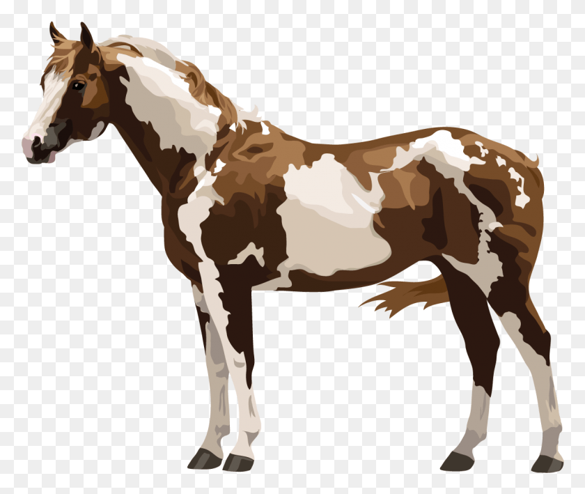 1157x963 Аппалуза Лошадь Грива, Животное, Млекопитающее, Жеребец Hd Png Скачать