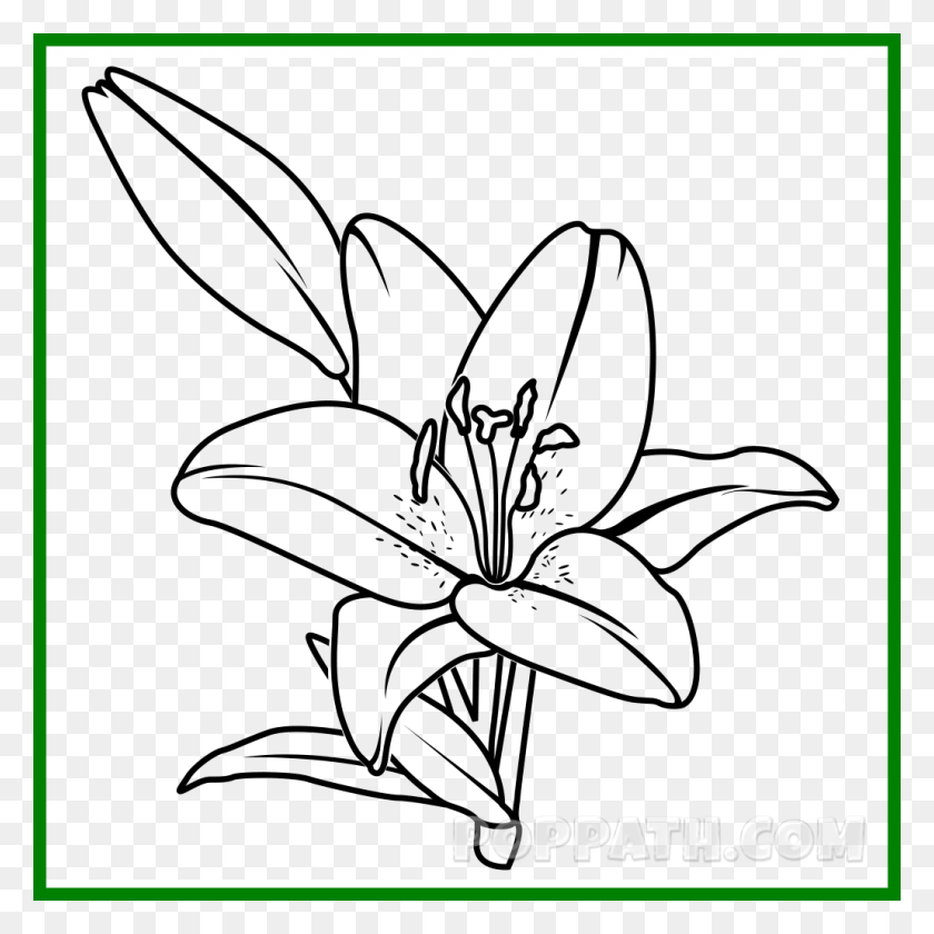 1030x1030 Appealing Collection Of Lily Drawing, Blackboard, Screen, Electronics HD PNG Download