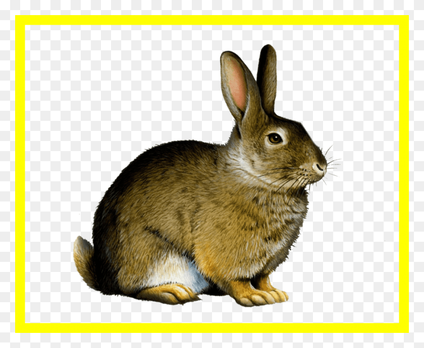 1051x851 Appealing Easter Bunny Rabbit Clip Art Image Pict Rabbit Illustration, Cat, Pet, Mammal HD PNG Download