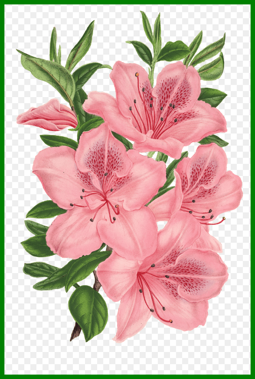881x1310 Appealing Pink Bunch Of Flowers Photoshop Drawing Of Pink Flowers, Flower, Plant, Rose, Geranium Transparent PNG