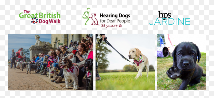 1680x707 Appealing To Dog Owners Animal Lovers And Charity Labrador Retriever, Strap, Pet, Canine HD PNG Download