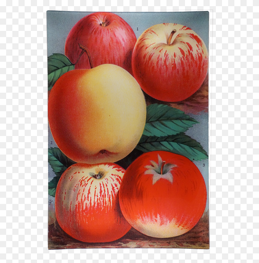 542x791 Apple, Fruit, Plant, Food HD PNG Download