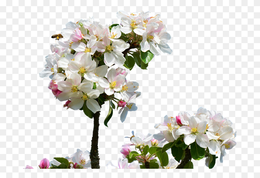 697x518 Apple Blossom Isolated Spring Close Up Apple Tree Apple Blossom Tree, Plant, Flower, Geranium HD PNG Download