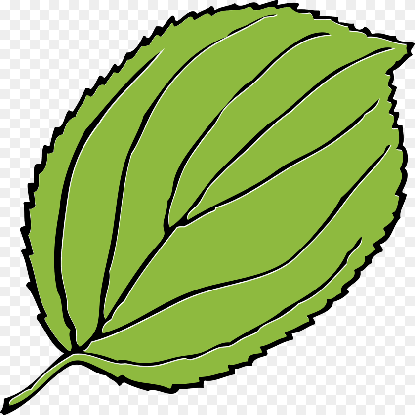 Apple Herbal, Herbs, Leaf, Plant Clipart PNG