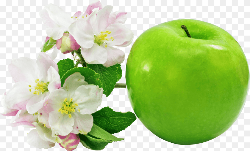 3495x2119 Apple Green Flowers Transparent Stickpng Apple Crown Royal Gifts, Food, Fruit, Plant, Produce Sticker PNG