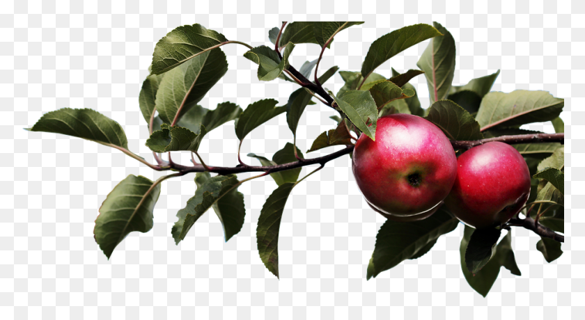 940x483 Descargar Png Apple Naturaleza Árbol Agricultura Hoja Planta Lc 13 1, Fruta, Alimentos, Hoja Hd Png