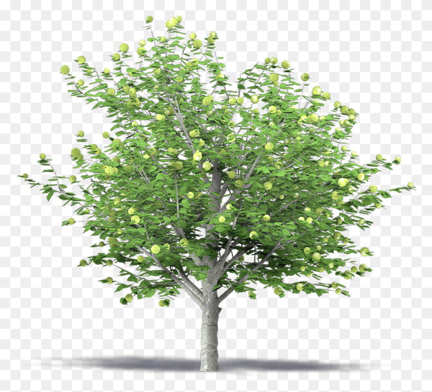 962x868 Apple Tree 3d, Tree, Plant, Tree Trunk HD PNG Download
