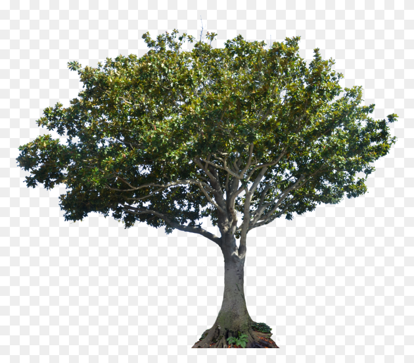 1180x1023 Яблоня, Дерево, Растение, Горшечное Растение Hd Png Скачать