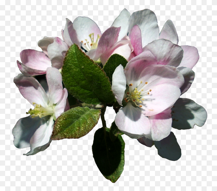 767x678 Apple Tree Blossoms Transparent, Plant, Pollen, Flower HD PNG Download