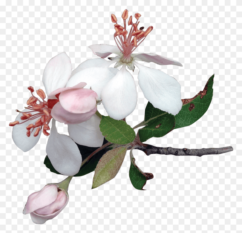 1111x1068 Apple Tree Flowers Apple Tree Flower, Plant, Blossom, Acanthaceae HD PNG Download