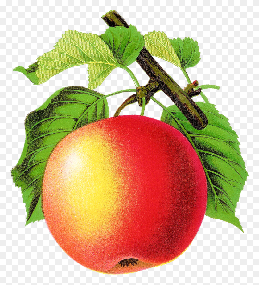 1227x1363 Apple Vintage Fruit, Plant, Food, Produce Hd Png Скачать