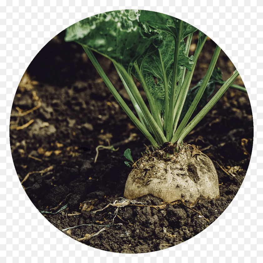 977x977 Applications Of Microbes In Agriculture Field Sugar Beet Free, Plant, Vegetable, Food HD PNG Download