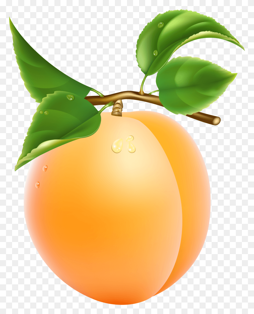 2688x3371 Apricot, Plant, Fruit, Produce HD PNG Download