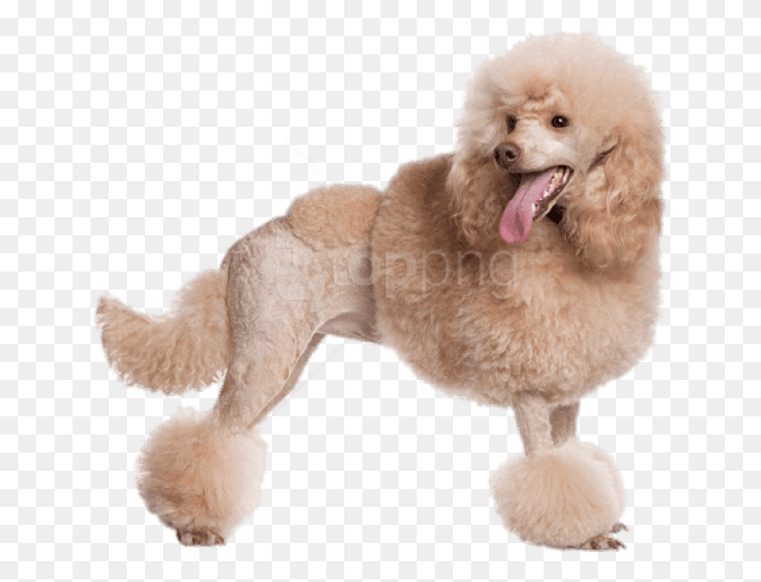 642x583 Apricot Poodle, Canine, Mammal, Animal HD PNG Download