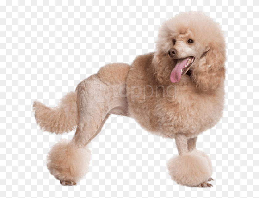 642x583 Caniche Png / Caniche Png