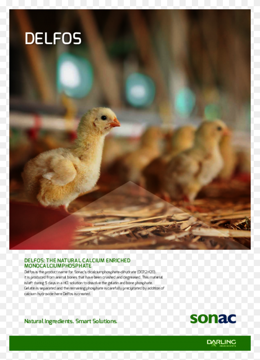1200x1699 Aqua Feed Chicken HD PNG Download
