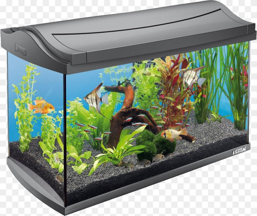 Aquarium, Animal, Fish, Sea Life, Water Transparent PNG