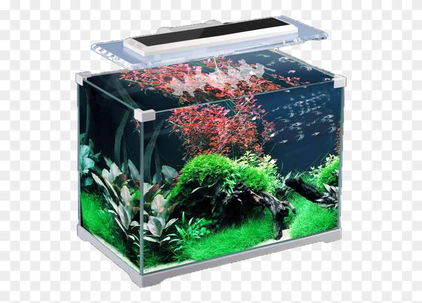 541x544 Aquarium Akvarium 24 Litra, Water, Sea Life, Animal HD PNG Download