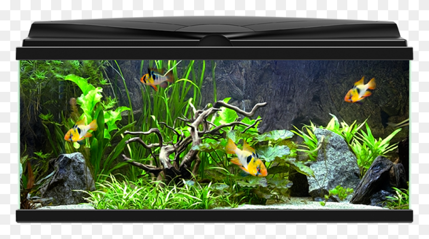 981x514 Aquarium Ciano Aqua 80 Led, Water, Sea Life, Animal HD PNG Download