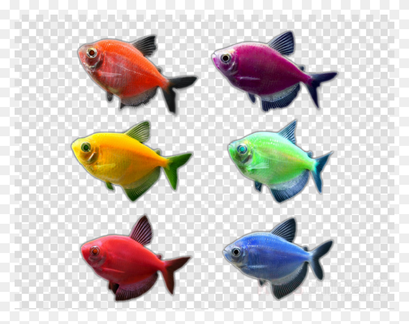900x700 Аквариум Золотая Рыбка Аквариум Glofish Glofish, Рыба, Животное, Морская Жизнь Hd Png Скачать