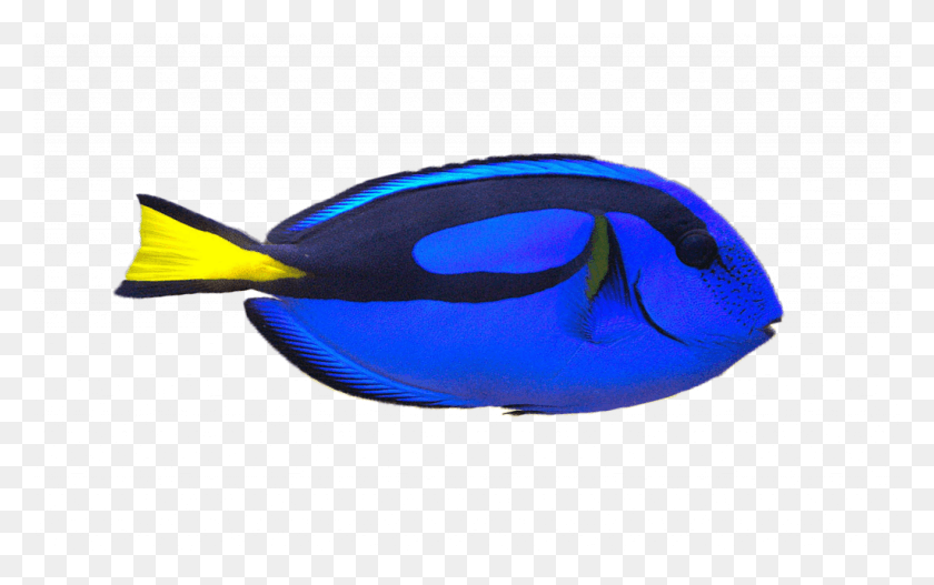 1024x614 Аквариум Smokiesripley39S Аквариум Blue Tang Fish, Рыба-Хирург, Морская Жизнь, Животное Hd Png Скачать
