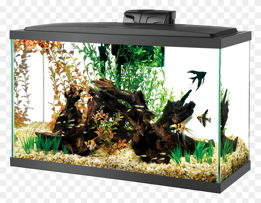 1945x1484 Aquarium With Log And Black Fish, Water, Sea Life, Animal HD PNG Download
