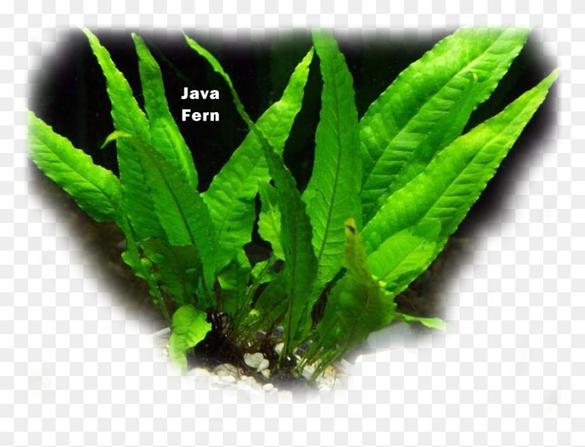 791x591 Aquatic Plant Java Fern Sea Lettuce, Leaf, Flower, Blossom HD PNG Download