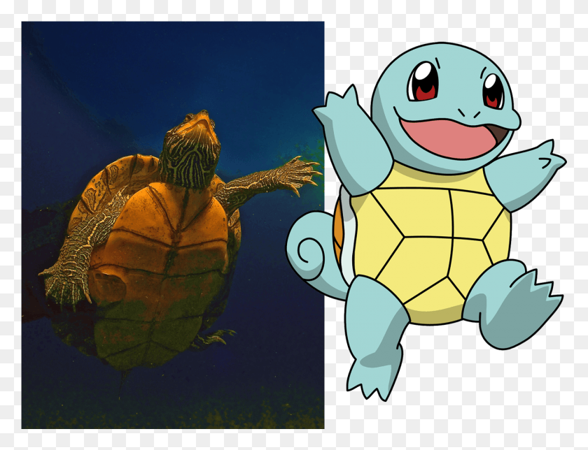 1443x1081 Aquatic Turtles Like This One In An Ohio Quarry Inspired Pokemon Go Characters Squirtle, Tortoise, Turtle, Reptile HD PNG Download
