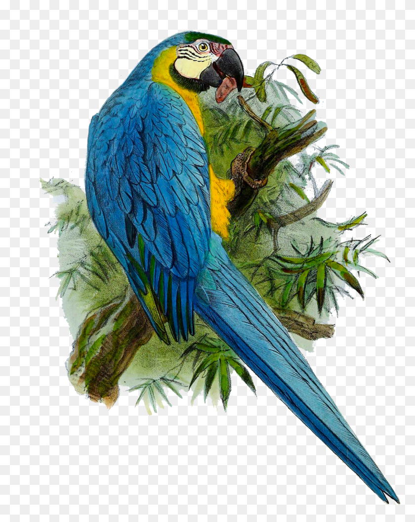 1904x2430 Descargar Png Ara Ararauna 1876 Blue Parrot Painting Hd Png
