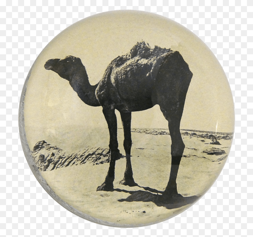 722x726 Аравийский Верблюд, Млекопитающее, Животное Hd Png Скачать