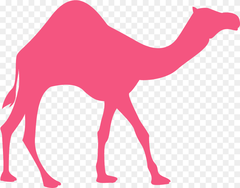 1258x986 Arabian Camel, Animal, Mammal, Adult, Female Transparent PNG