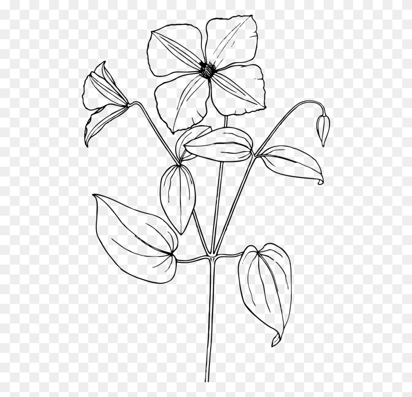 506x750 Arabian Jasmine Drawing Line Art Flower Coloring Book, Gray, World Of Warcraft HD PNG Download