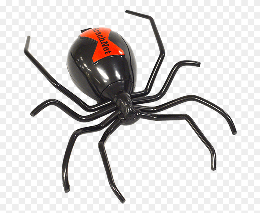 692x628 Arachnet Features Black Widow, Animal, Insect, Spider HD PNG Download