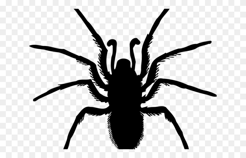 640x480 Arachnid Clipart Arthropod Spider Bug Silhouette, Gray, World Of Warcraft HD PNG Download