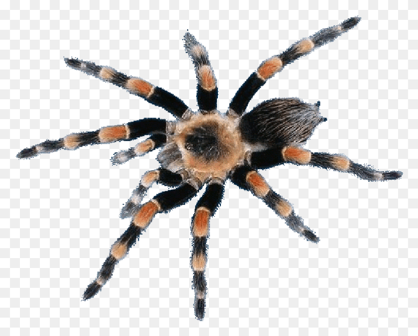 782x619 Araneus Cavaticus, Spider, Invertebrate, Animal HD PNG Download