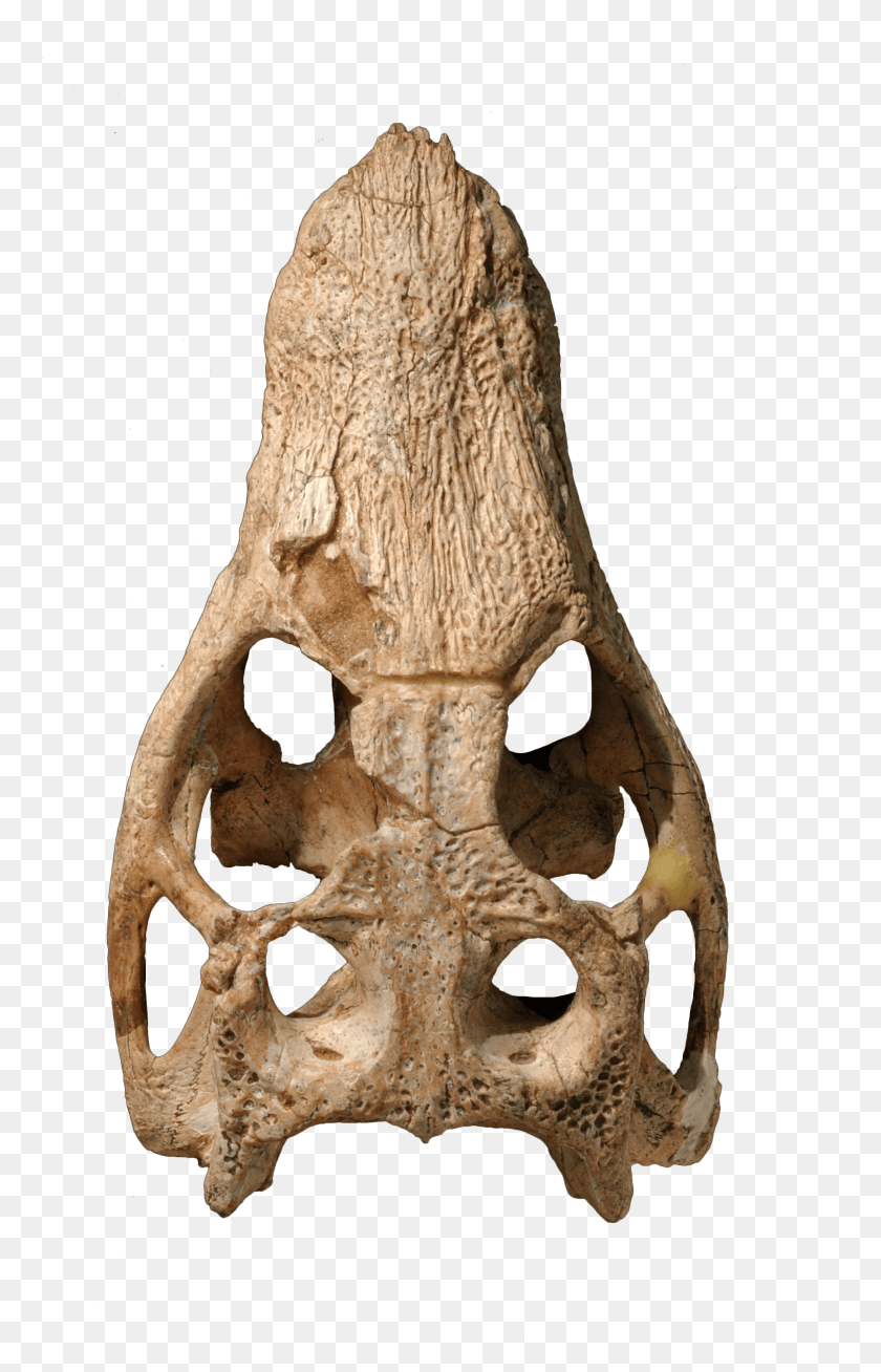 1868x2989 Araripesuchus Wegeneri Driftwood HD PNG Download