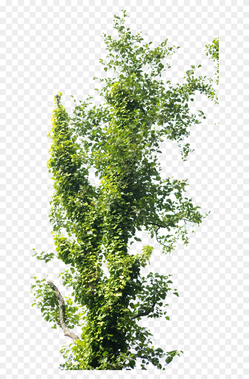 636x1215 Arbol, Plant, Leaf, Tree HD PNG Download