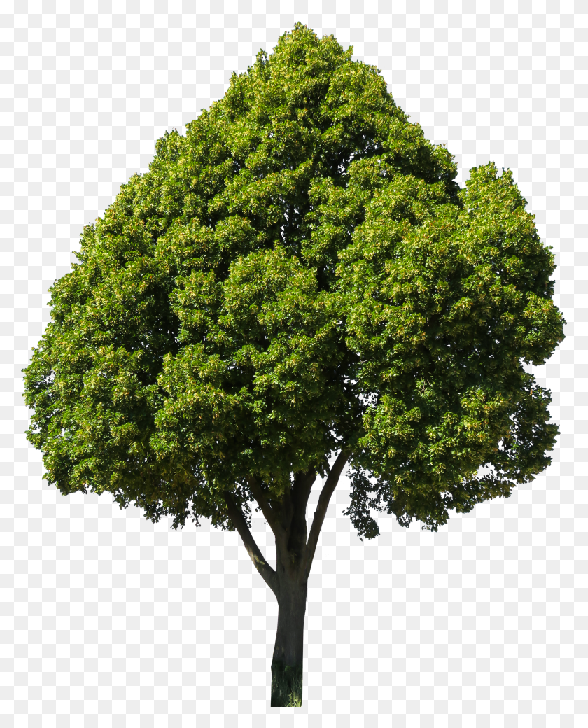 2187x2749 Arbol Clipart Fig Tree HD PNG Download