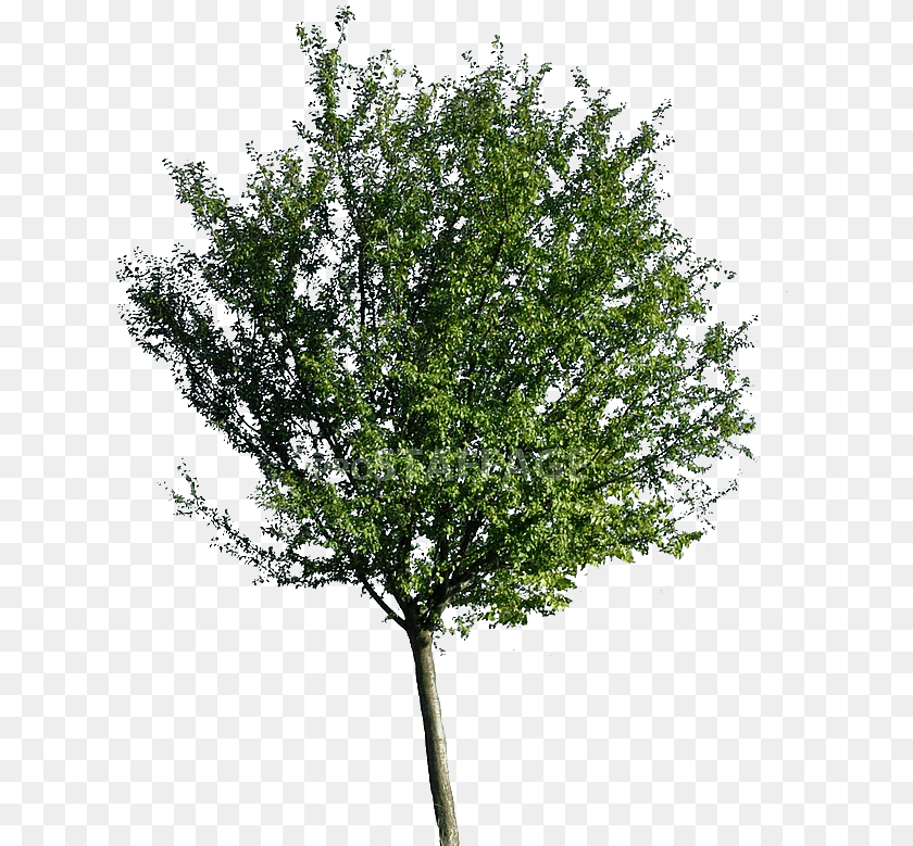 690x779 Arbol De Neem, Maple, Plant, Tree, Leaf PNG