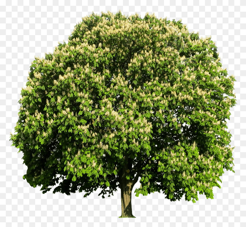 1092x1003 Arbol De Parsley Flakes, Растение, Дерево, Куст Hd Png Скачать