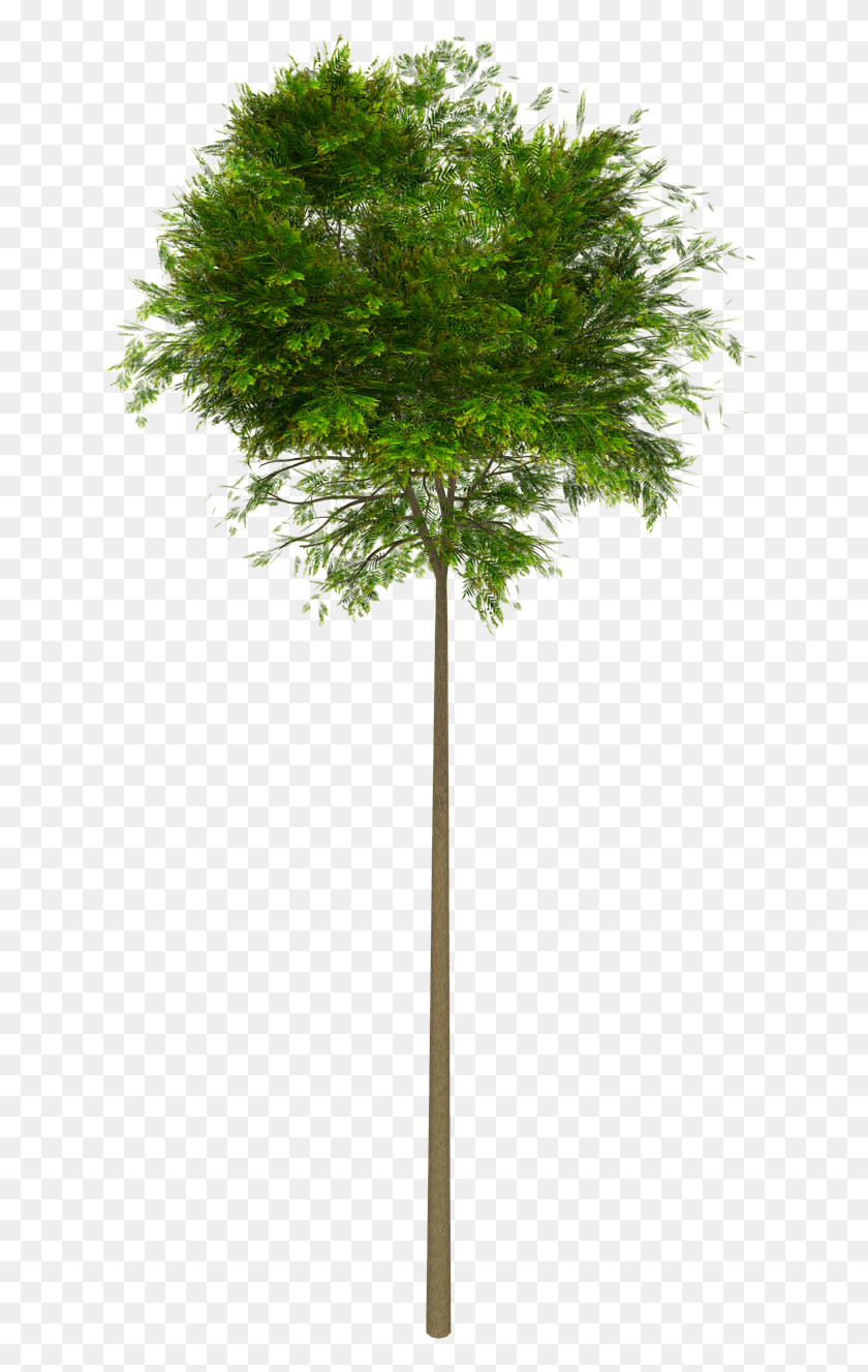 643x1267 Arbol Sin Fondo, Дерево, Растение, Ствол Дерева Png Скачать