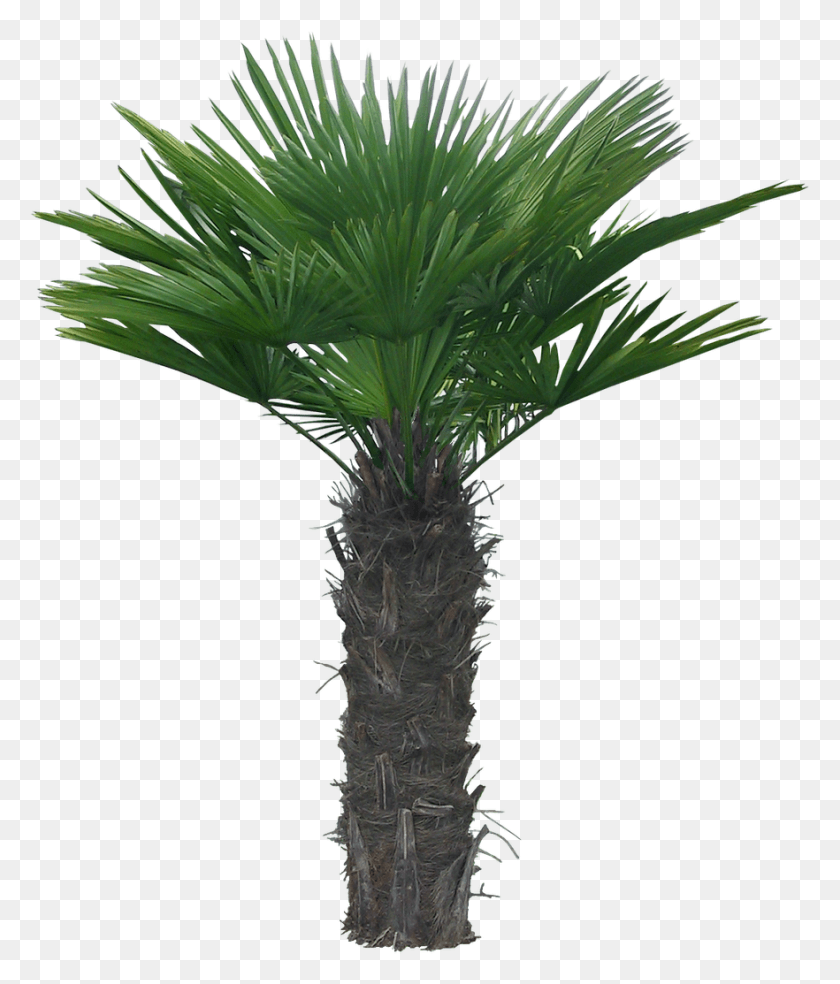 882x1045 Arboles Jardines Y Palmeras Palm Trees, Plant, Tree, Palm Tree HD PNG Download
