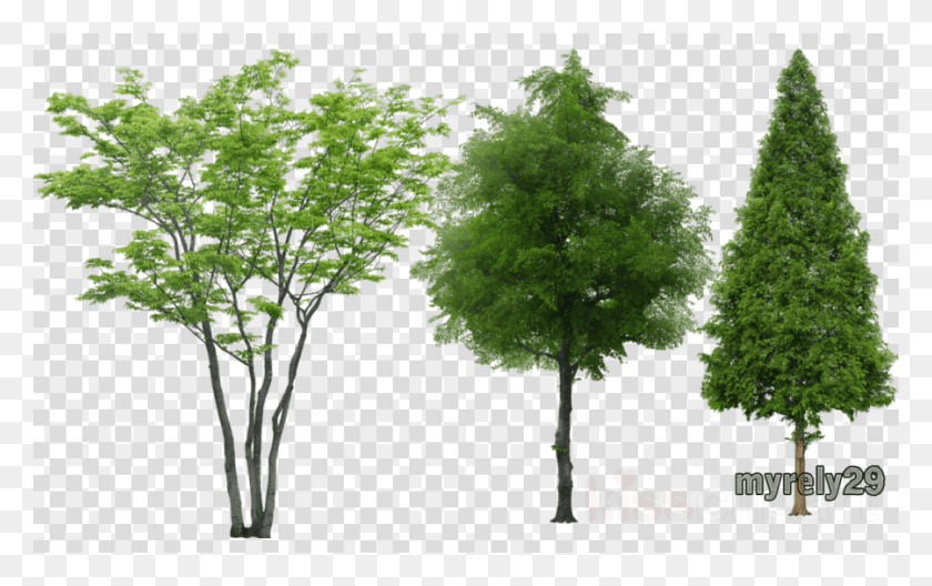 900x540 Arboles Photoshop Sin Fondo Clipart Tree Arbol Sin Fondo, Planta, Hoja, Vegetación Hd Png