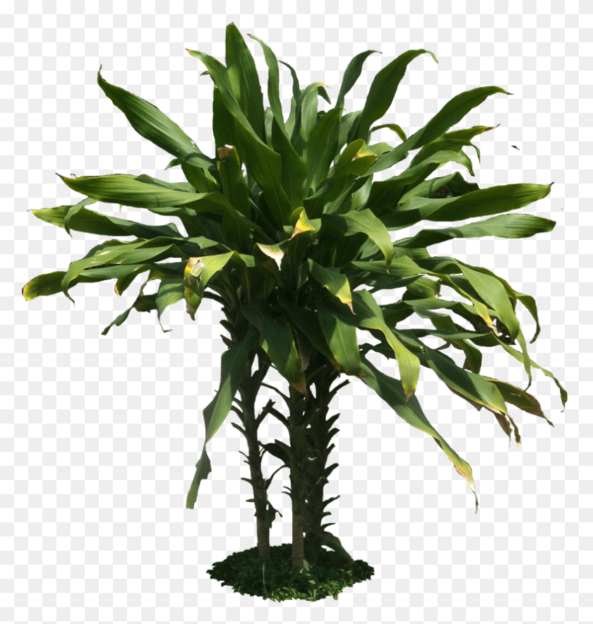 786x831 Арболес Тропическое Растение Прозрачный, Дерево, Пальма, Арековые Png Скачать