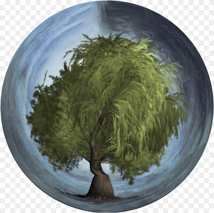 Arbor Day Tree Orb Weeping Willow Earth Sphere Tree In An Orb, Photography, Plant, Plate Sticker PNG
