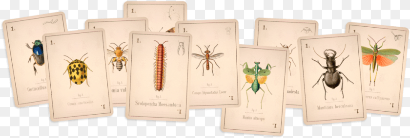 977x330 Arboretum 2019 Millipedes, Animal, Insect, Invertebrate, Envelope Sticker PNG