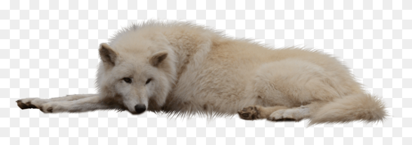 799x242 Arbori Obicei Nemaintlnit La Alte Canide Iar O White Wolf, Mammal, Animal, Dog HD PNG Download